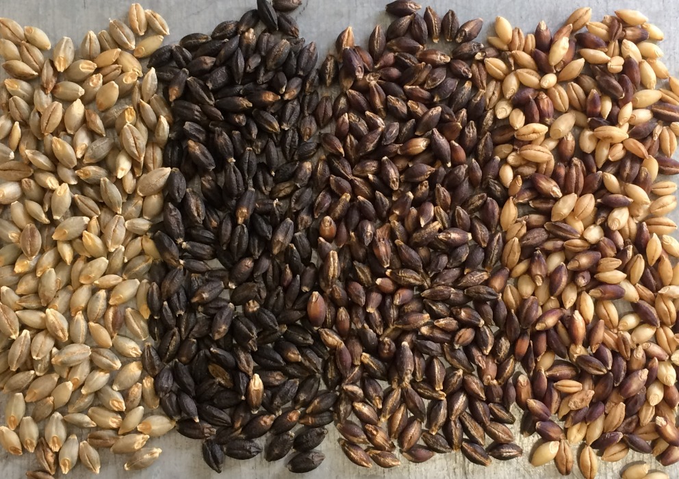Naked Barley Project funded four more years